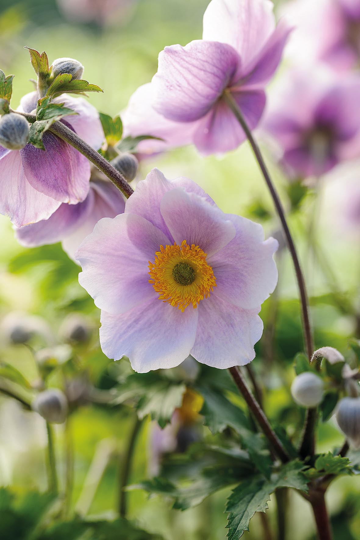 Květy japonské sasanky (Anemone hupehensis)